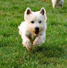 Check spelling or type a new query. Westie Rescue Helping Homeless West Highland White Terriers And Their Owners Westies West Highland White Terrier White Terrier