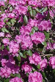 Pjm Rhododendron Flowers Landscape Decor Diy Rhododendron Evergreen Shrubs