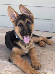Gsd Puppy Luna Gsd Puppies German Shepherd Gsd