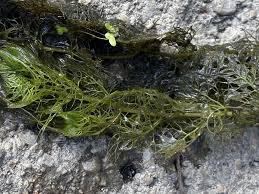 Image result for Utricularia appendiculata