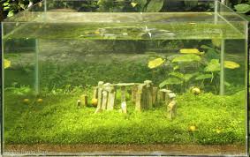 Stonehenge is famous for its alignments with the sun, with thousands of people gathering at the site to witness midsummer sunrise. Aga 2010 Aquascaping Contest 101