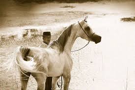 مزرعة زيتشي تيسن للخيول العربية بالأرجنتين مسكن الشكلان و لودجين الجمال arabian stallions horses arabians