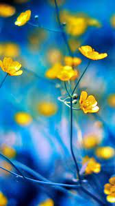 Check spelling or type a new query. Pin By He Caitou On Iphone5 Wallpaper Blue Bokeh Bokeh Wallpaper Yellow Flowers