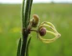 Image result for Aspidoglossum biflorum