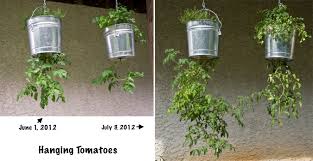How much water should you give a tomato plant? How To Grow Hanging Tomato Plants Upside Down Cromalinsupport