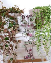 Maybe you would like to learn more about one of these? 8 Idee Su Piante Pendenti Per Vasi Piante Piante Grasse Piante Da Interno