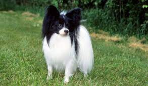 Papillon Dog Breed Information