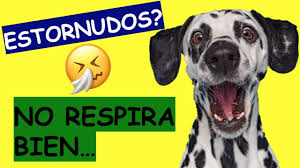 Check spelling or type a new query. Como Eliminar Las Pulgas De Mi Casa 100 Efectivo Youtube