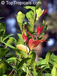 Image result for Syzygium niassense
