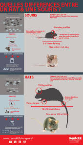 Epingle Par Jacline44 Sur Sciences 02 Zoologie Crotte Zoologie Souris