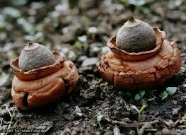 Image result for Geastrum triplex