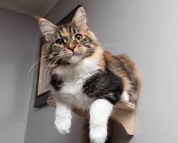 Pretty, like to see her in a year at full growth, she will be beautiful. Maine Coon Colors
