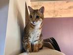 Bengal Cat Breed Profile | Petfinder