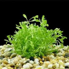 Image result for Glossostelma