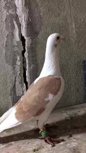 Boyle Bi Cut Sari Misirli Posta Yavru Sanliurfa Golpinar Savasci Postalari