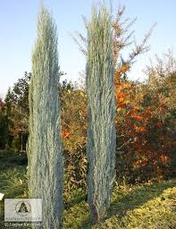Perfect as a tall, narrow screen where space is limited. Juniperus Scopulorum Blue Arrow Virginiana B Arrow Juniper Blue Arrow Rocky Mountain Juniper Evergreen Garden Conifer Garden Screen Plants