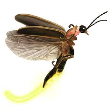 نتیجه جستجوی لغت [fireflies] در گوگل