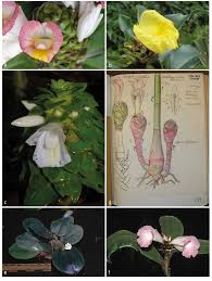 Image result for Costus afer