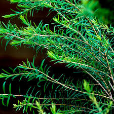 Tea Tree Oil Nccih