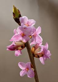 Image result for Daphne mezereum