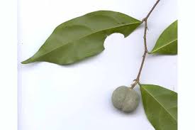 Image result for Dichapetalaceae