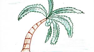 With these 6 simple steps, we are going to learn how to draw easy coconut. Easy Drawing Of Coconut Tree Novocom Top