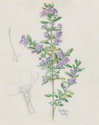 Image result for Freylinia