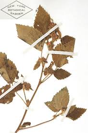 Image result for Malvastrum coromandelianum