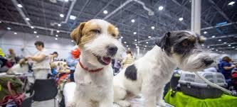 mezhdunarodnaya vystavka sobak vseh porod sibir xxi vek