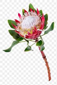 Image result for Protea gaguedi