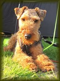 Airedale puppies for sale uk. Airedale Terrier For Sale Uk Pets Lovers