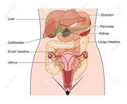 Diagram, parts and functions female reproductive system: Diagram Of Female Parts Koibana Info Anatomy Organs Human Anatomy Female Human Anatomy Picture
