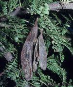 Image result for Acacia robusta