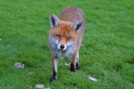 Homeowners, particularly gardeners, are frequently plagued by animals that dig in the yard. How To Stop Foxes Digging In Your Garden Empire Pest Control London