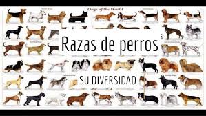 Actualmente, las razas de perros híbridas están en auge y los cockapoo, los maltipoo o los labradoodle son buena el thai ridgeback es una raza de perro originaria de tailandia, donde ha. Razas De Perro