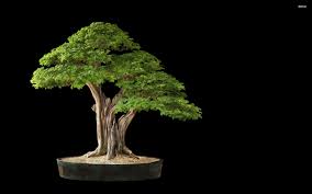 Скачай и установи minecraft forge. Bonsai Wallpaper 67 Pictures