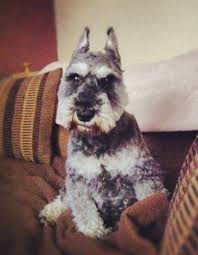 Check spelling or type a new query. Miniature Schnauzer Dog Breed Pictures 1
