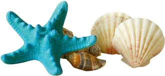 Las estrellas de mar se hicieron famosas sobre todo por. Fossils Png Seashell Starfish Sunscreen Gratis Shells Transprent Conchas Y Estrellas De Mar Png 4023200 Vippng