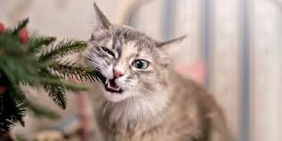 To the point, dogs and even horses have been reported to suffer gastrointestinal effects from ingesting the plant or its petals. Are Poinsettias Poisonous To Cats And Dogs 5 Christmas Plants Toxic To Pets