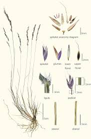 Image result for Arundinella nepalensis