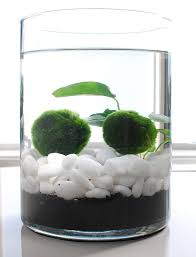 Join The Marimo Moss Ball Craze The Perfect Indoor Water Garden Ohmeohmy Blog Indoor Water Garden Marimo Moss Marimo Moss Ball