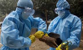Culling of birds has been stepped up in different parts of the country. Bird Flu In Kathmandu Valley Yet Again 1 500 Fowls Destroyed In Nakhkhu Onlinekhabar English News