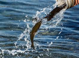 Coronavirus Nixes Early Start To Trout Season For Lehigh Valley Lehighvalleylive Com