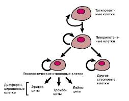 Stvolovye Kletki Enciklopediya Krugosvet