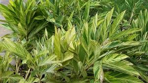 Cast iron plant (bar room plant, iron plant, variegated cast iron plant) | scientific names: Variegated Ginger Hdg Landscape Design