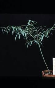 Image result for Gonatopus clavatus