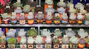Bunnings Spring Release 2017 The Veggie Lady