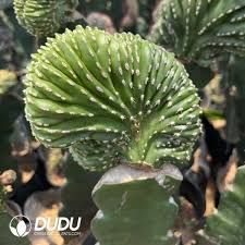 Image result for Lophocereus marginatus