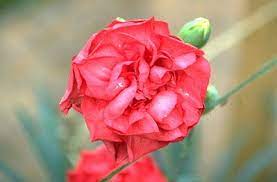 Dianthus Maisie Neal B Carnations Plants Flowers