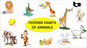Cbse Class 3 Science Feeding Habits Of Animals Youtube